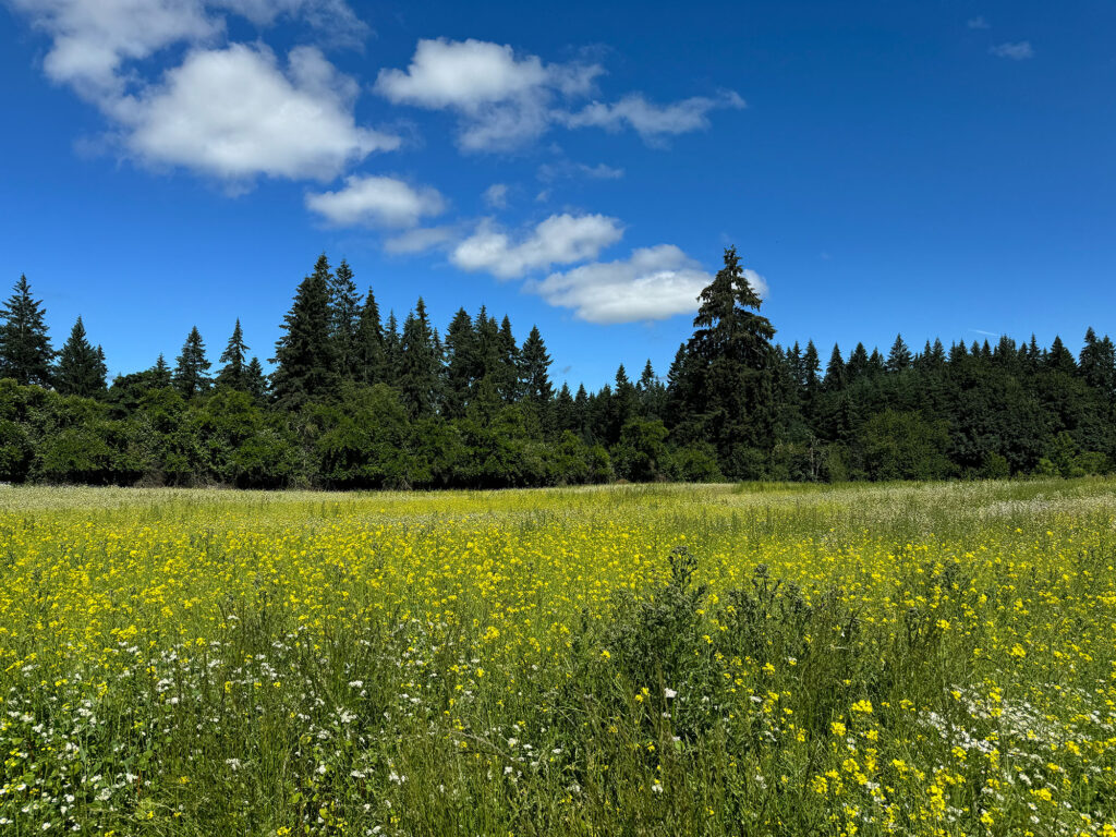 Field of yellow flowers and evergreen trees